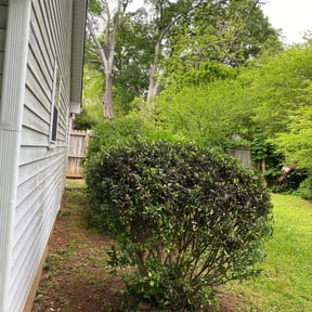 Bush Trimming by Richy reviewed on August 18, 2025
