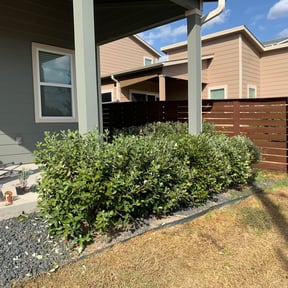 Bush Trimming by Wiley's top notch lawncare reviewed on August 15, 2025