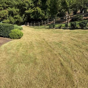 Bush Trimming by Elegant lawn cuts llc reviewed on October 18, 2025