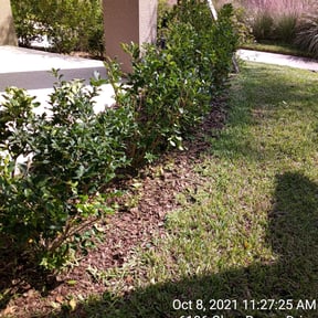 Bush Trimming by A Lawn Service reviewed on August 19, 2025