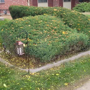 Bush Trimming by Amaya Landscaping reviewed on August 17, 2025