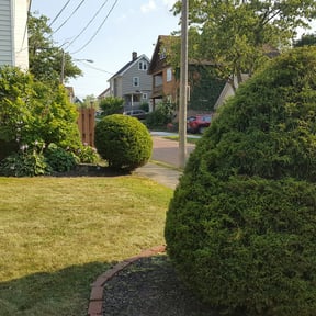 Bush Trimming by Inspo Lawncare reviewed on August 15, 2025