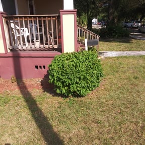 Bush Trimming by Felo pride lawn service reviewed on August 15, 2025