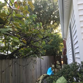 Bush Trimming by Bryan's Lawn Care reviewed on August 20, 2025