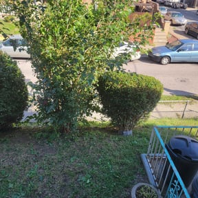 Bush Trimming by FBE SERVICES LLC reviewed on August 20, 2025