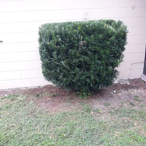 Bush Trimming by Randy's lawncare reviewed on August 21, 2025
