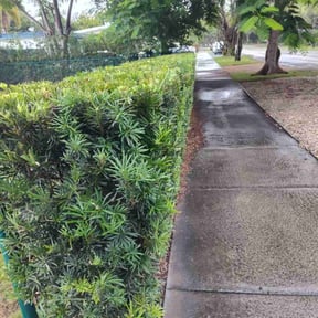 Bush Trimming by Royal land management reviewed on June 21, 2026