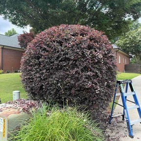 Bush Trimming by StylePro LLC reviewed on June 3, 2026