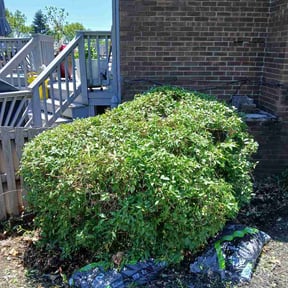 Bush Trimming by DigonThis Lawncare reviewed on May 30, 2026
