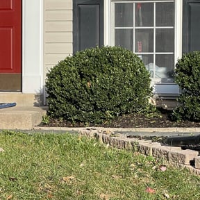 Bush Trimming by Virgil lawn service reviewed on August 18, 2025