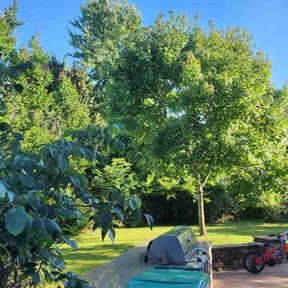 landscaping services by Quality Lawn Care reviewed on August 16, 2025
