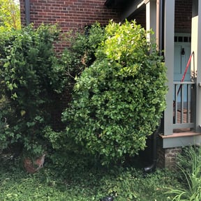 Bush Trimming by Yard Bandit Lawn Services reviewed on August 20, 2025