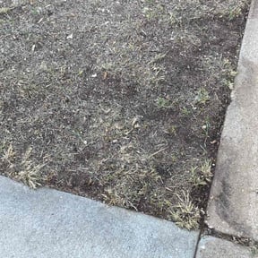 Leaf Removal by Greg's Landscaping reviewed on August 16, 2025