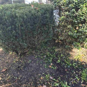 Bush Trimming by American Lawn &amp; Tree Services reviewed on November 21, 2025