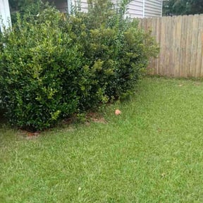 Bush Trimming by Men of grass reviewed on October 23, 2025