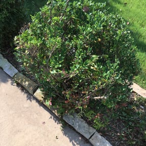 Bush Trimming by Father Daughter and Sons Lawn Care reviewed on August 16, 2025