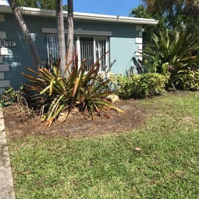 Bush Trimming by Ian Monk reviewed on March 6, 2024