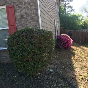 Bush Trimming by Kmglawncare reviewed on August 15, 2025