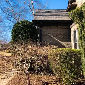 Bush Trimming by Back To Eden Lawn Service reviewed on August 20, 2025