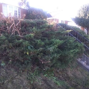 Bush Trimming by Charlie's Property Maintenance LLC reviewed on August 21, 2025