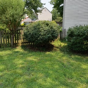 Bush Trimming by Right On Time services reviewed on August 18, 2025