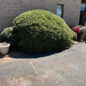Bush Trimming by T&amp;T Service's reviewed on April 14, 2026