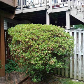 Bush Trimming by Price's Rite lawn care reviewed on August 14, 2025