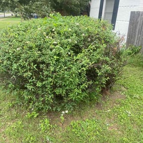 Bush Trimming by Get Right Landscape reviewed on April 18, 2026