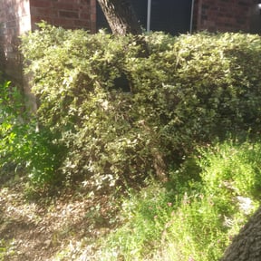 Bush Trimming by K.G.M SERVICES LLC. reviewed on August 21, 2025