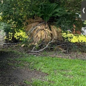 Bush Trimming by Detrick Wilson reviewed on August 20, 2025