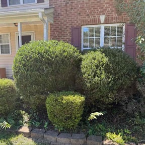Bush Trimming by Taylorscapes INC reviewed on November 10, 2025