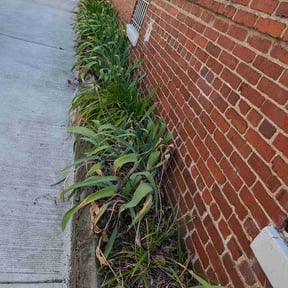 Flower Bed Weeding by Evercrest outdoor services LLC reviewed on August 24, 2026