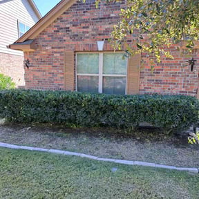 Bush Trimming by Nelson’s quick clean reviewed on August 18, 2025