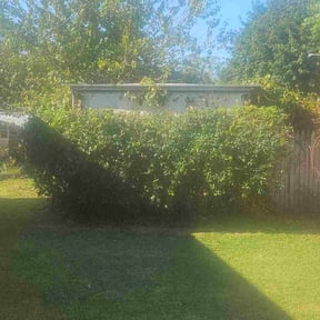 Bush Trimming by The Grass Guy reviewed on November 23, 2025