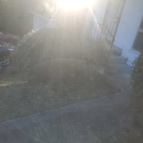 Bush Trimming by Phillip Landscape reviewed on November 23, 2025