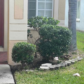 Bush Trimming by DT&K LawnCare reviewed on August 21, 2025