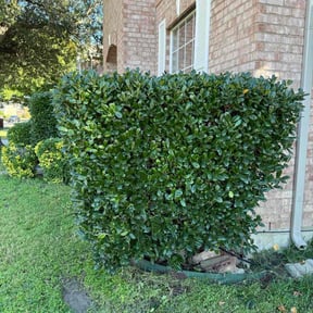 Bush Trimming by Lawncare by Stew reviewed on November 21, 2025