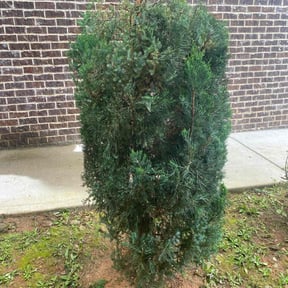 Bush Trimming by TMG Lawn Care reviewed on August 15, 2025