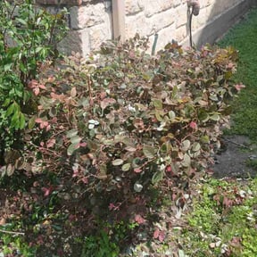 Bush Trimming by Arturo Lopez reviewed on August 20, 2025