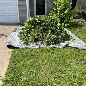 Bush Trimming by Absolutely Random reviewed on June 9, 2026