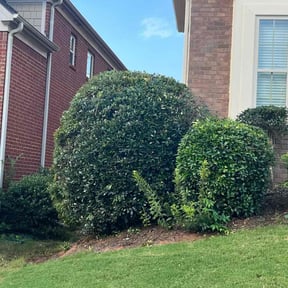 Bush Trimming by Sharp Edge lc reviewed on August 16, 2025