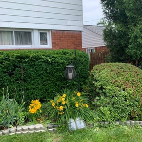 Bush Trimming by Twiggs Complete Lawn reviewed on August 21, 2025