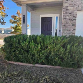 Bush Trimming by Ready to work home services llc reviewed on December 22, 2025