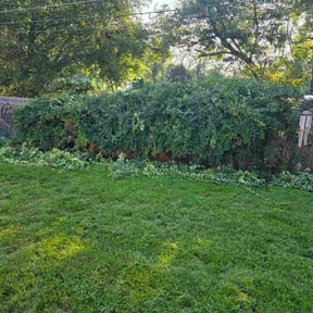 Bush Trimming by Cedric's Lee's Tree service and Landscaping reviewed on August 25, 2026