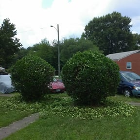 Bush Trimming by Dylan&#039;s fresh cut reviewed on October 22, 2025