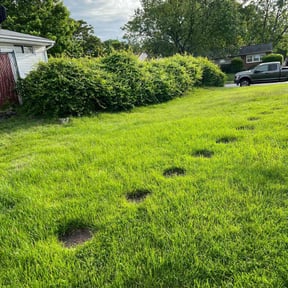 Bush Trimming by C Holzinger Construction reviewed on August 20, 2025