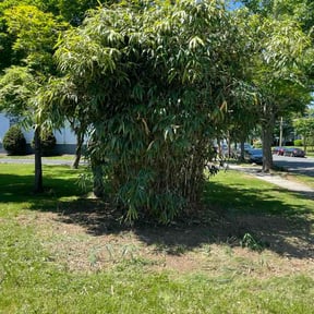 Bush Trimming by Wildroot Landscape Solutions reviewed on June 3, 2026