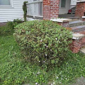 Bush Trimming by Belleaire Lawn Care reviewed on August 15, 2025
