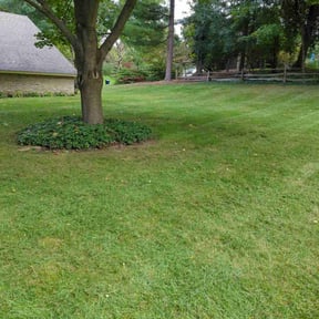 landscape maintenance by Uptown Elite Cleaning Property Services LLC reviewed on August 15, 2025