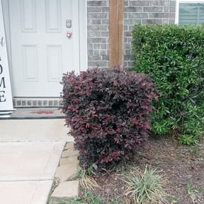 Bush Trimming by Tropicare Landscape and Maintenance reviewed on August 20, 2025